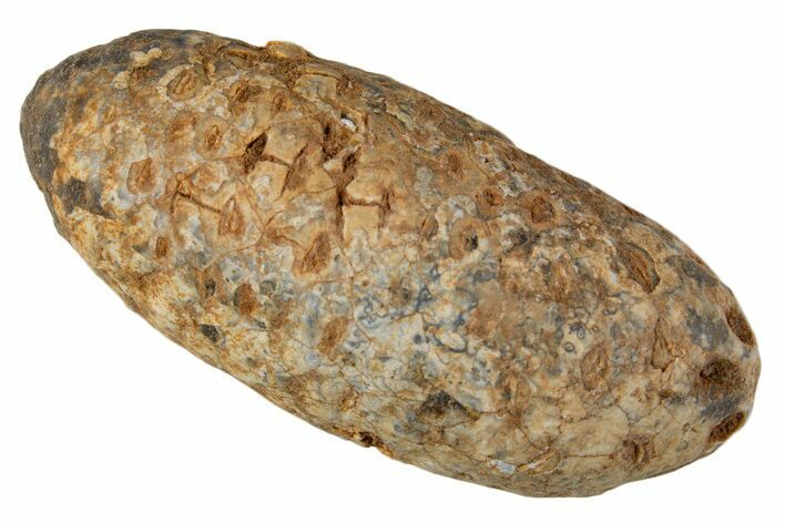 Fossil Cycadophyte Seed Cone - Boujdour, Morocco #339326